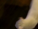 Stalker Cat won\