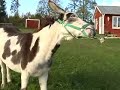 SVT: Eftersnack - Korpen Konrad SVT: Eftersnack - Korpen Konrad