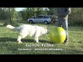 Click here to watch this video Gentle Team Treibball Video Tutorial 1