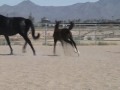 Kanye - 2009 Trakehner colt by EH Lendorff's FOR SALE
