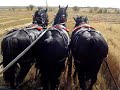 ground drive swather pulled by horses ground drive swather pulled by horses