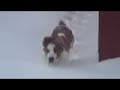 Norman \"A Bassett Hound\ Norman \"A Bassett Hound\