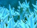Cyanide Fishing: How it affects the Coral Reefs of Indonesia