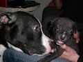 Odw-Pitbull-Welpen