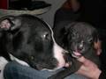 Odw-Pitbull-Welpen
