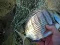 Il Pigna ed un  sarago da 650 gr in bologna ! (Video)