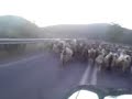 on the way from aghios sostis toandritsaina