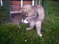 Babykatze spielt mit seiner Plastikmaus