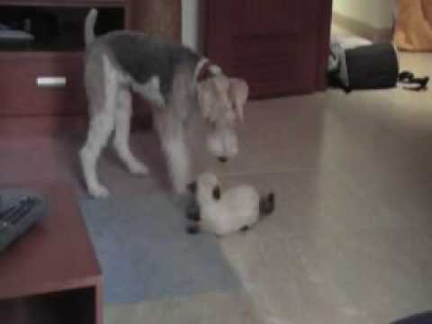 Fox Terrier: Love Story?
