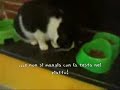 Sushi, una gatta sofisticata!! Sushi, una gatta sofisticata!!
