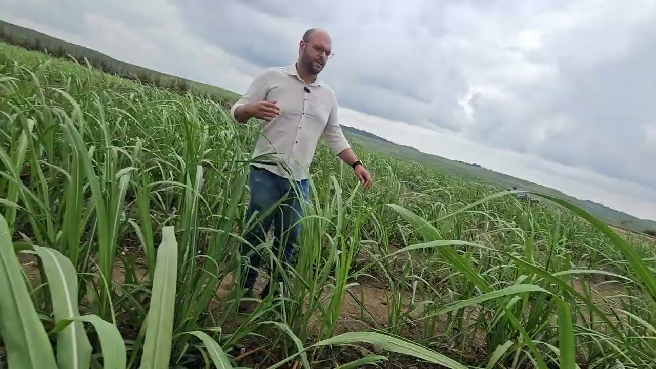 Usina Cucaú testa o plantio vertical com novas variedades de cana