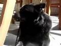 Schipperke My Rescue Dog Ivan Trying to Sleep
