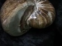 Nautiloid Coiled