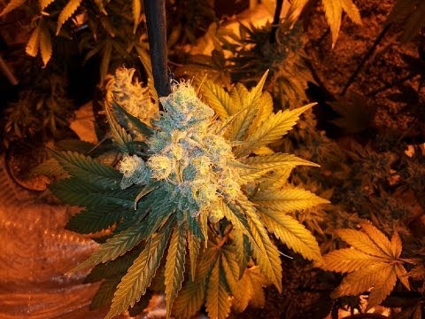 how to cure tahoe og