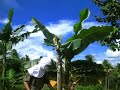 barili vecation... cutting a banana tree! barili vecation... cutting a banana tree!
