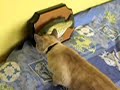 � Minou et Big Mouth Billy Bass �
