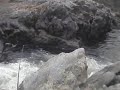 Trout fishing on the American River in Califronia Trout fishing on the American River in Califronia