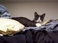 Catail