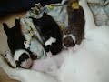 Olde English Bulldogge Puppies Olde English Bulldogge Puppies