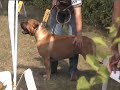 Dogo Canario - Sopot 2007 (Part 2)