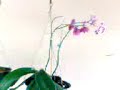 Orquideas Caiaponia
