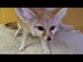 Our Fennec (Desert) Fox room Our Fennec (Desert) Fox room