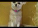 Our Fennec (Desert) Fox room