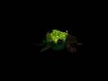 videos de Spore Creature Creator Video