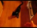Cat acting - Baby plays dead Cat acting - Baby plays dead
