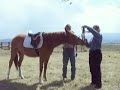 first day starting Nasdaq horse under saddle