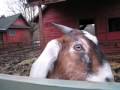 videos de Hungry Hungry Goats
