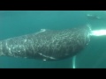 Humpback Whale and Dolphins Swimming together in Newfoundland