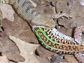 ANiMALi DEL BOSCO - RETTiLi - ViPERA ASPiS/02