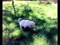 Boncuk Carsaf 2 Tatli K�pek Yavrusu