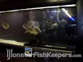Monster Tank at Fugupuff - Monstefishkeepers.com