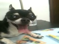 Mr. Marbles Has a Long Tongue