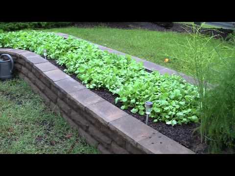 how to fertilize turnip greens