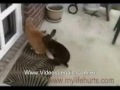 Comer gato por lebre