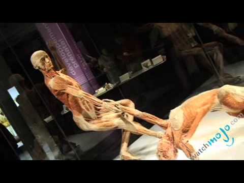 http://www.WatchMojo.com Video on Body World Exposition: Part 2
