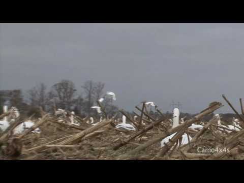 Maryland - Goose Hunting DEC. 2008 True High Definition