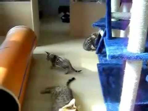 Chadna Bengalen - Unsere Bengal Katze Tabbi mit ihren erstgeborenen Kitten.