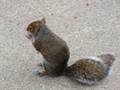 videos de squirel
