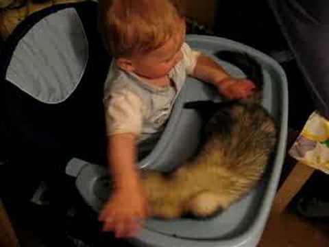 Видео 'Ребенок и хорек'
