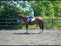 T4 complete spinal cord injury riding again