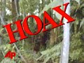 Bigfoot Claim Is Just a Big Hoax