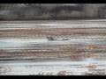 videos de Otters, Monterey Bay, Naturalist commentary