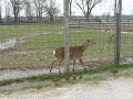Deer Crying