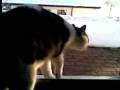 Mon chat qui fait des bruits bizares