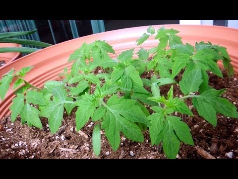 how to grow early girl tomatoes