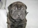 afrika-sharpei